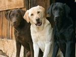 labradors