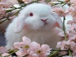 Blossoms and bunny
