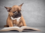 reading dog