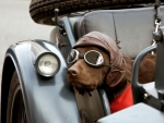 motorbike dog