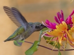 SPRING FLOWER and HUMMING BIRD