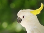 Cockatoo