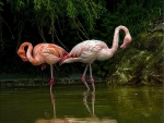 Pair of flamingos