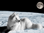 dog on the moon