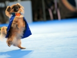 superdog
