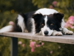 border collie
