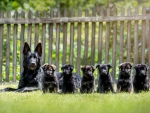 german shephard pups