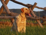 labrador