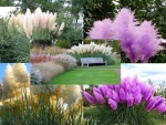 Pampas grass