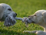 Tug Of War