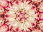 Mandala of roses