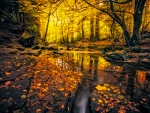 Autumn Forest Sunlit Stream