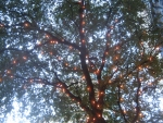lighted trees