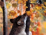 autumn wolf