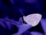 Purple butterfly