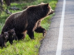 Bears Crossing The Road