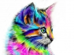 Rainbow kitten