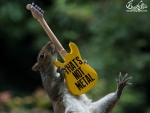 Squirrels rocks