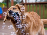 Blowing Bubbles