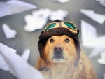 Air Pilot Dog