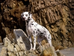 Dalmation