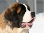 St Bernard
