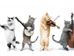 Kitty Quartet