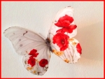 Poppy butterfly,