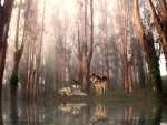 Wolf Reflections