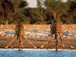 Thirsty giraffes (Etosha, Africa)