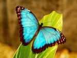Blue morpho