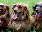 Cool Dogs