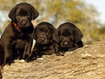 Three Black Puppies