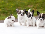 Black And White Puppies