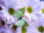 Green flutter