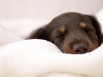 Sleeping Puppy