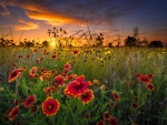 Texas wildflowers at sunset