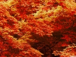 maple tree