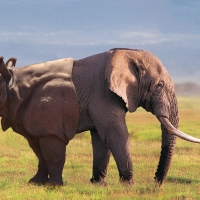 Hybrid elephant rhino