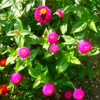 Nice little red and purple flowers