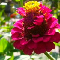 Beautiful purple flower in garden