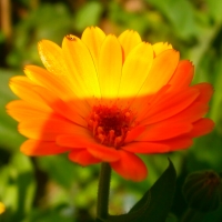 Nice little orange flower