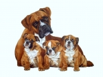 Boxer Family