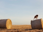 Boxer In Field