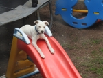 Puppy slide