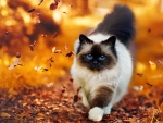Autumn cat