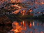 Sakura Lake
