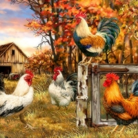 Rooster Lovers