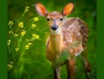 The fawn