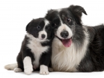 Border collies